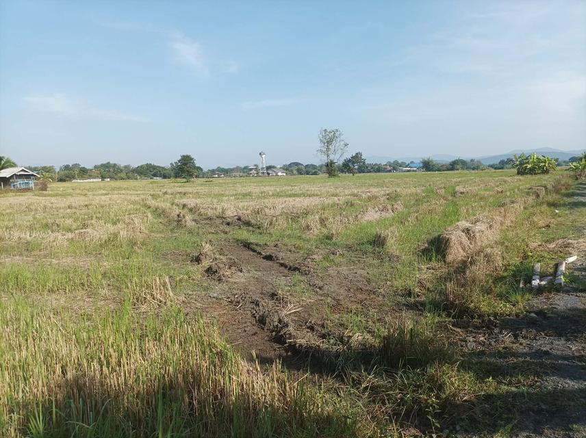 ขายที่ดิน5ไร่ วิวสวย ต.ป่าป้อง อ.ดอยสะเก็ด จ.เชียงใหม่ 1