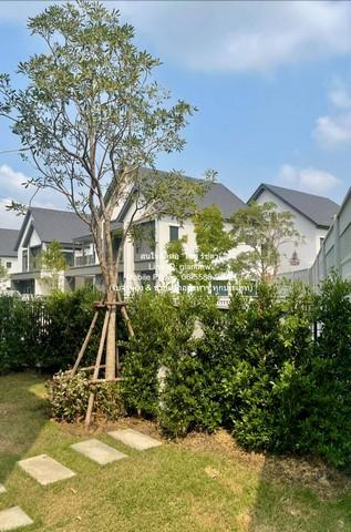 บ้าน ขายบ้านเดี่ยวหรู 2 ชั้น (หลังมุม) พร้อมผู้เช่า ม.เซนโทร บางนา (Centro Bangna) ใกล้ Mega บางนา 77 ตร.ว. 4 น 5 น้ำ 3 5