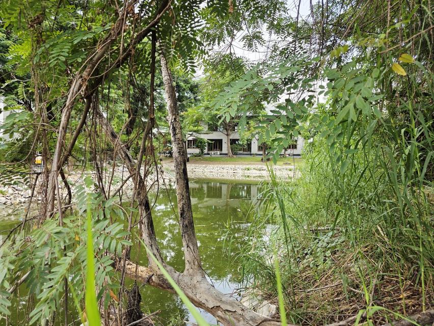 ขายที่ดิน 155 ตรว. ธัญบุรี รังสิต-คลอง3 ปทุมธานี ติดเลค 4