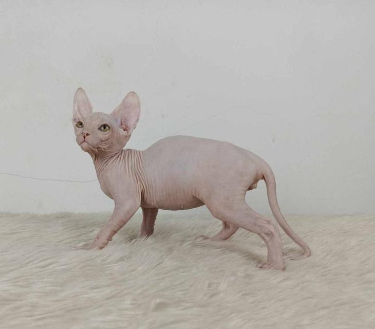 35.แมวสฟิงซ์/เพศผู้ หาบ้าน Sphynx Cat/Male looking for a new home