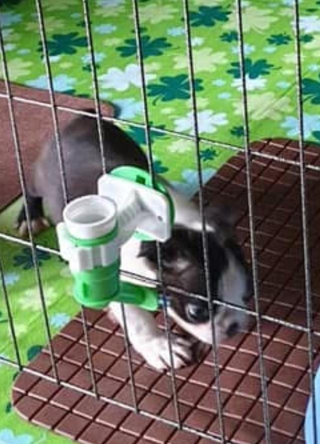 ปล่อยน้อง Boston Terrier 3