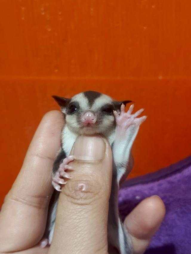 ชูก้าไรเดอร์ กระรอกบินได้