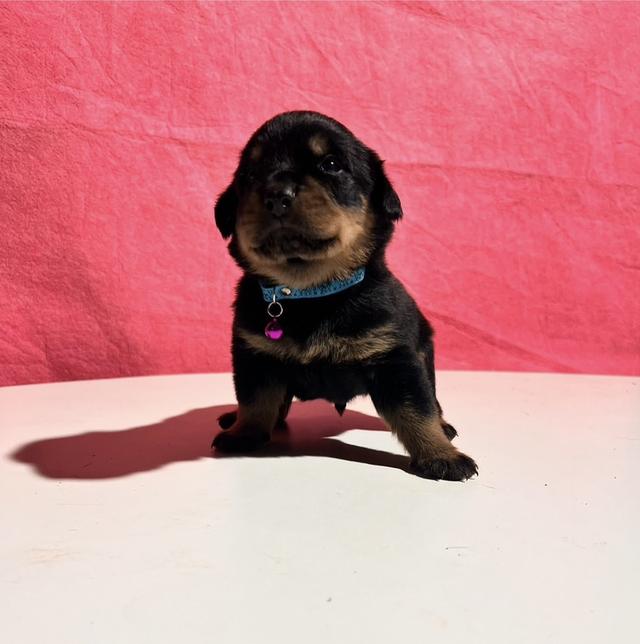 ลูกสุนัขล็อตไวเลอร์ อายุ 1 เดือน รูปที่ 3