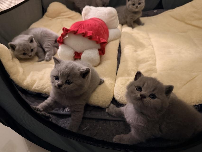 หาบ้านอง British สีบลู พ่อแม่มีใบพร้อมย้ายบ้านแล้ว รูปที่ 2