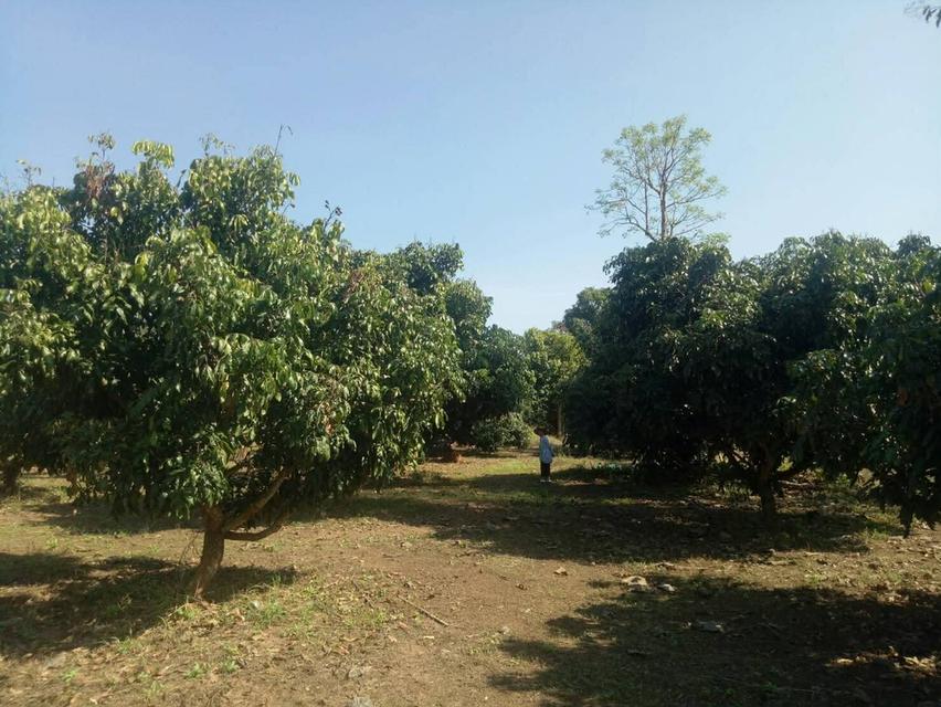 ขายที่ดินสวนลำไยและที่เปล่า 8