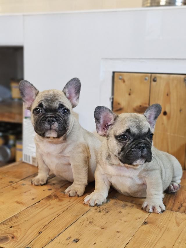 ขายสัตว์เลี้ยง