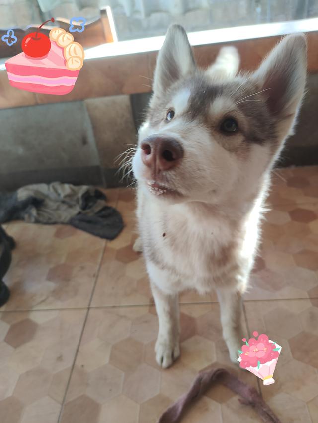 ไซบีเรียนฮักกี้อายุ3เดือน 2