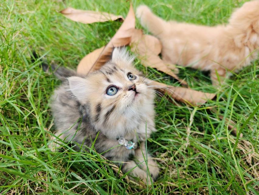 สกอตติชโฟล์หูพับ+เปอร์เซีย รูปที่ 8