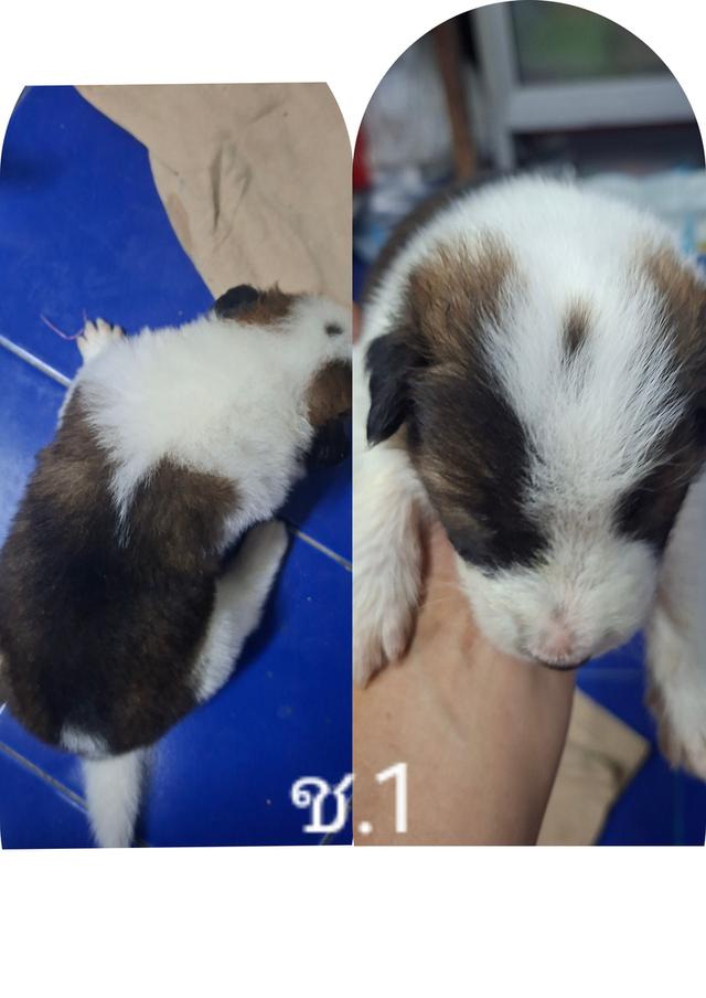 บางแก้วแท้ 100%กรุงเทพฯตลิ่งชัน