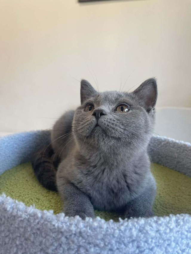 British Shorthair พร้อมใบ WCF ดช รูปที่ 11