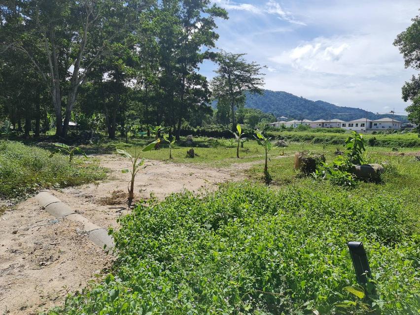 ขายที่ดิน กะทู้ ภูเก็ต 4