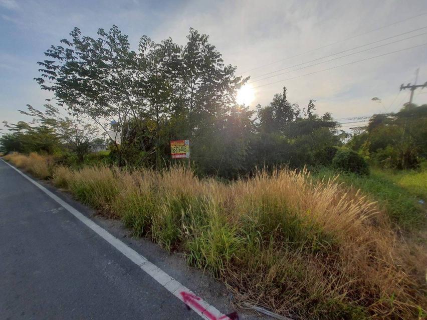 Vายถูกที่สุด ที่ดินติดถนนเลียบคลองสิบสี่  2 ไร่ ทำเลดี มีอนาคต นักลงทุนไม่ควรพลาด อ.หนองเสือ จ.ปทุมธานี 4
