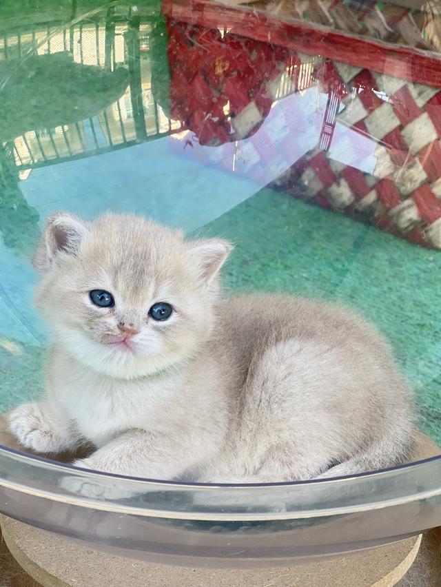 ดญ.บริติช AY.             