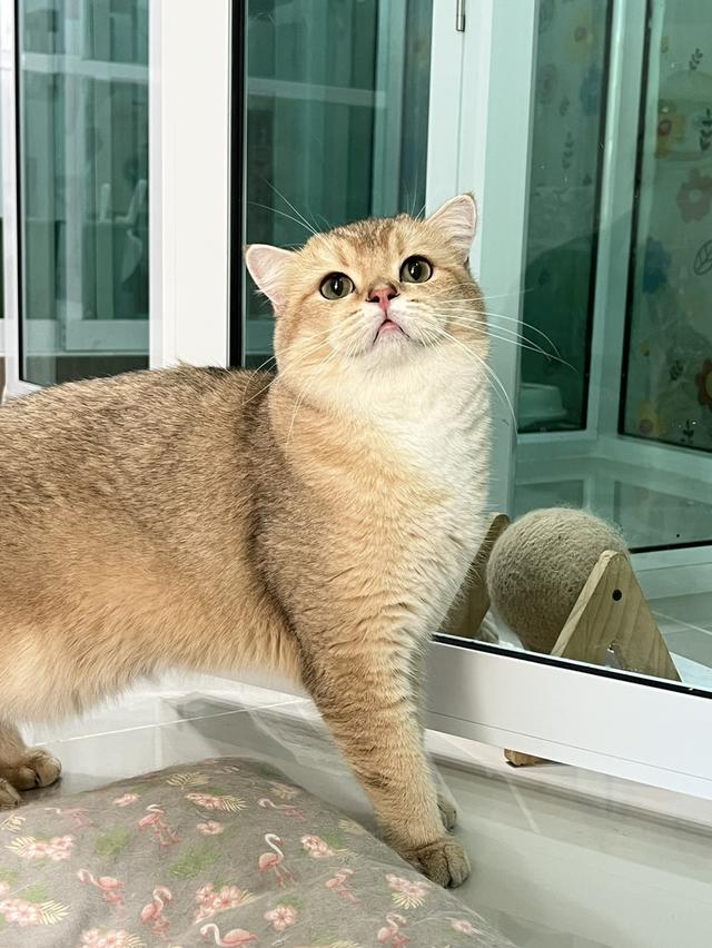 เด็กชายบริติช ขวบกว่าลดประชากร