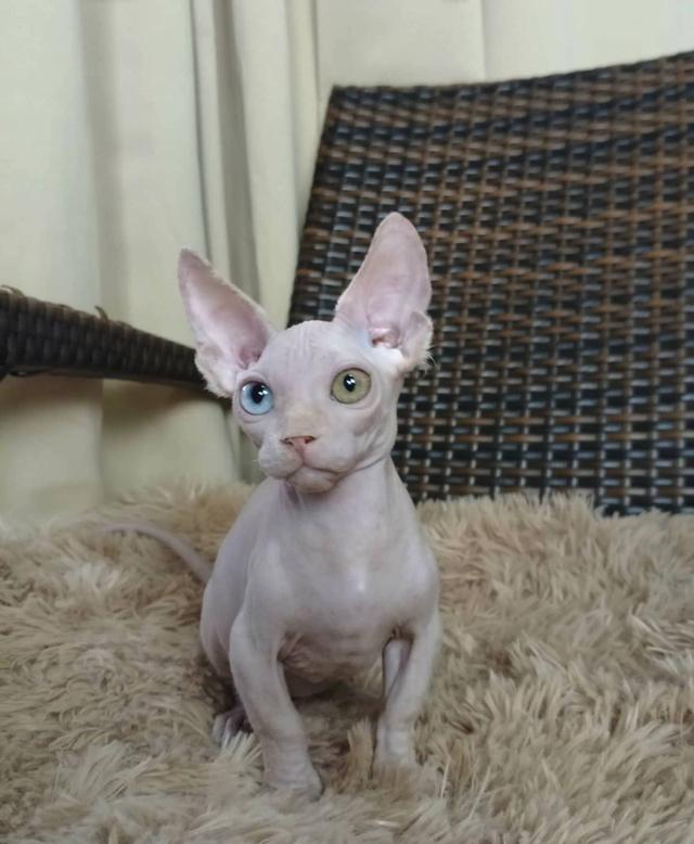 34.แมวแบมบิโน่/เพศผู้ Bambino Cat/Male ตาสองสี/Odd-eyed