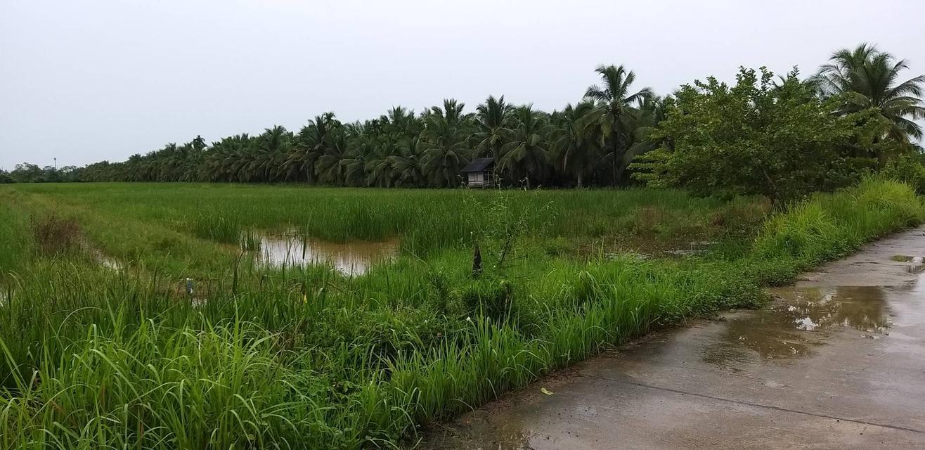 ขายที่ดิน อ.เมือง นครศรีธรรมราช 4