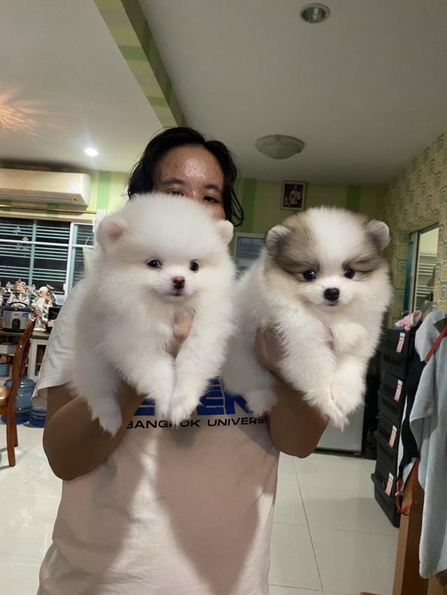 ลูกปอมเมอเรเนียนแท้ อ้วนกลมหมี สีสวย มาดูตัวจริงได้ค่ะ รูปที่ 5