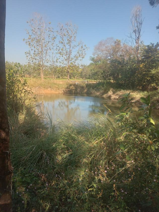 ที่นา+สวนยาง15ไร่3งาน 7