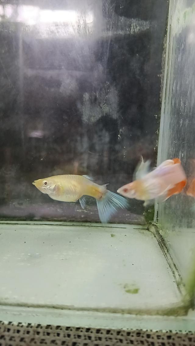 หางนกยูงตาแดงคู่ละ80บาท รูปที่ 2