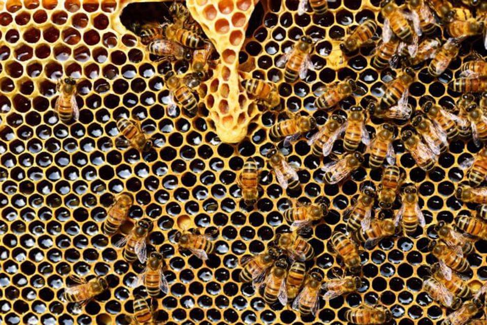 สังคมของผึ้งและหน้าที่ของผึ้งงาน (The Worker) 1