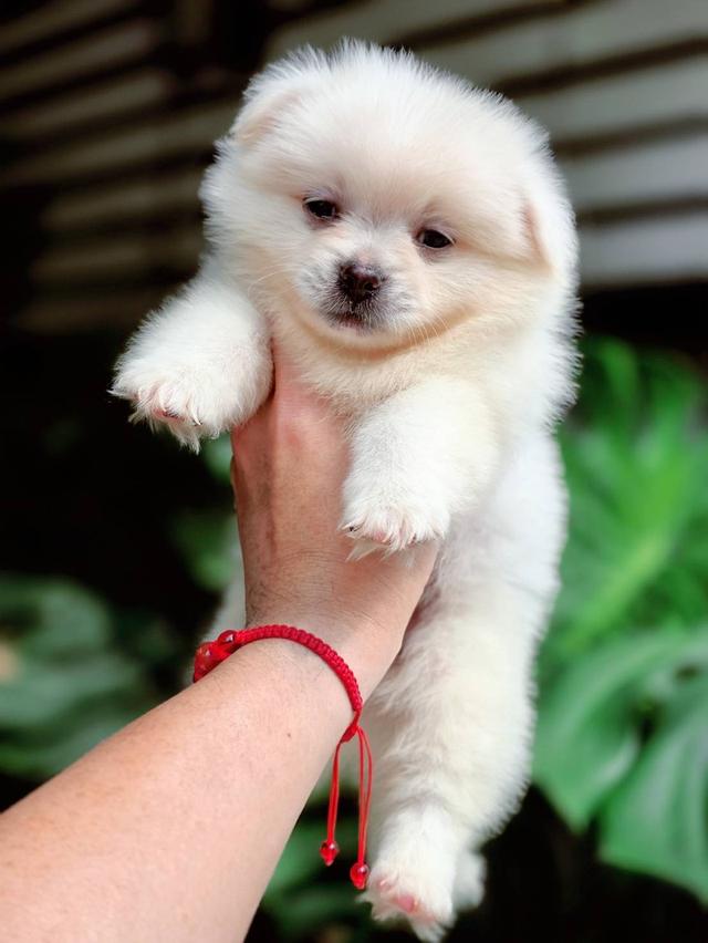 ปอมผสมชิวาวา เพศผู้ 8