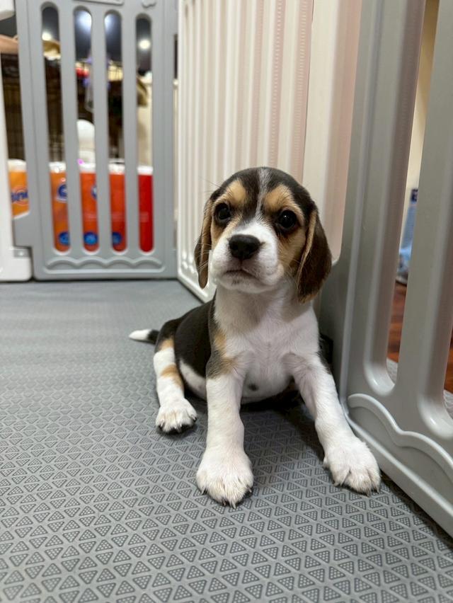 บีเกิ้ล (Beagle) 12