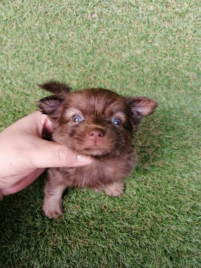 ปอมชิวาว่า พร้อมย้าย