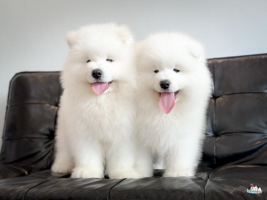 น้องซามอยด์ นำเข้าจากประเทศจีน 6