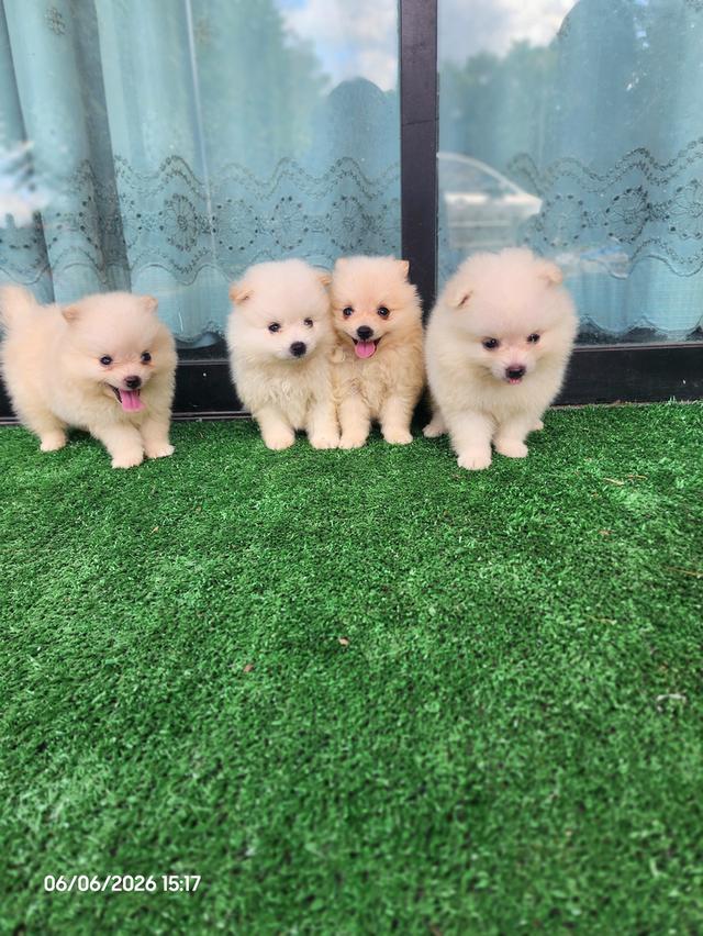 สุนัขพันธุ์ปอมไซส์เล็ก