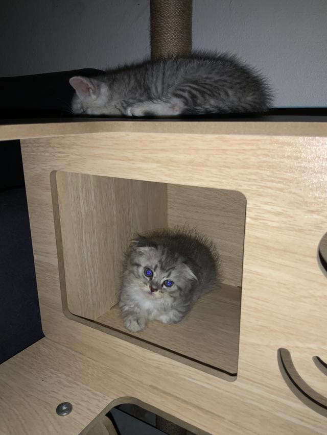 น้องแมวสกอตติชแท้ เจ้าของเลี้ยงเอง หาบ้านให้น้อง ขอค่าเทอมนิดเดียว รูปที่ 4