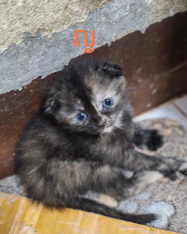 แมว สก็อตติ้สผสมมัทกิ้นขาสั้น รูปที่ 4