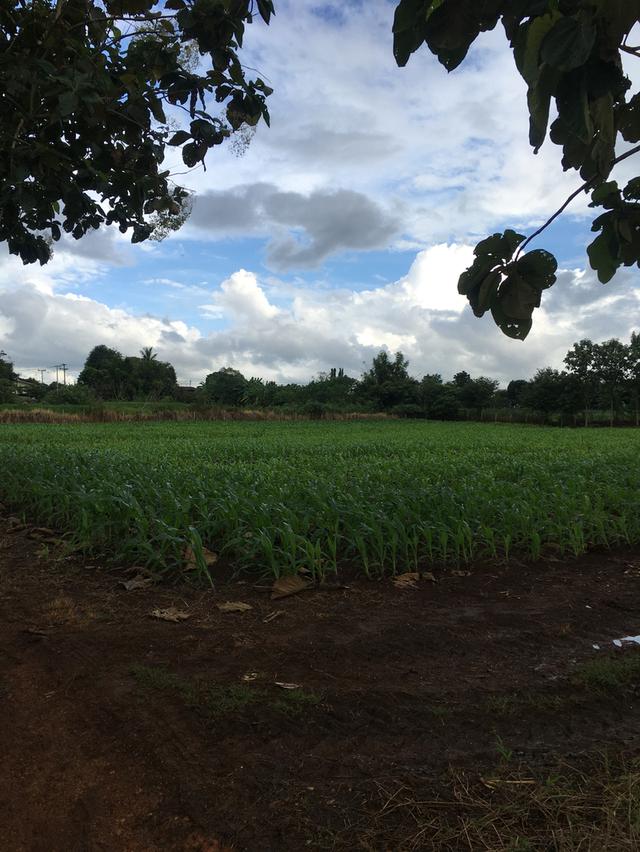 ขายที่ดินโฉนด เขาใหญ่ ใกล้ถนนลาดยาง วิวสวย 10 ไร่ 2 งาน ต.คลองม่วง อ.ปากช่อง จ.นครราชสีมา 4