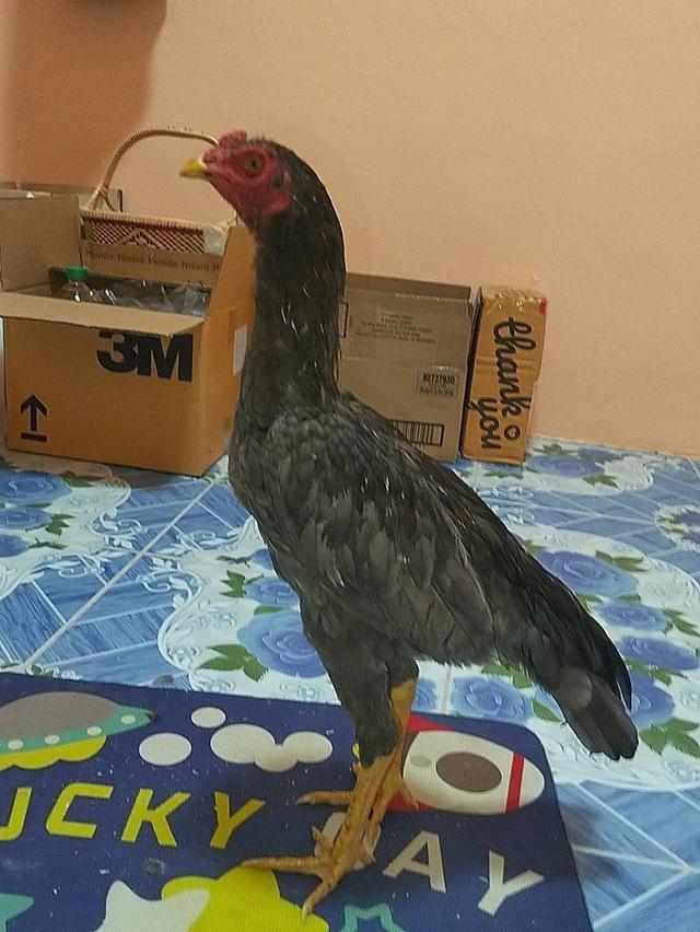 ไก่เชิงก๋อยทุบหลังไก่ 3 เดือน 5