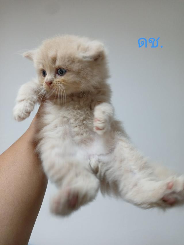 น้องเปอร์เซีย สีส้ม ครีม เสือ รูปที่ 14