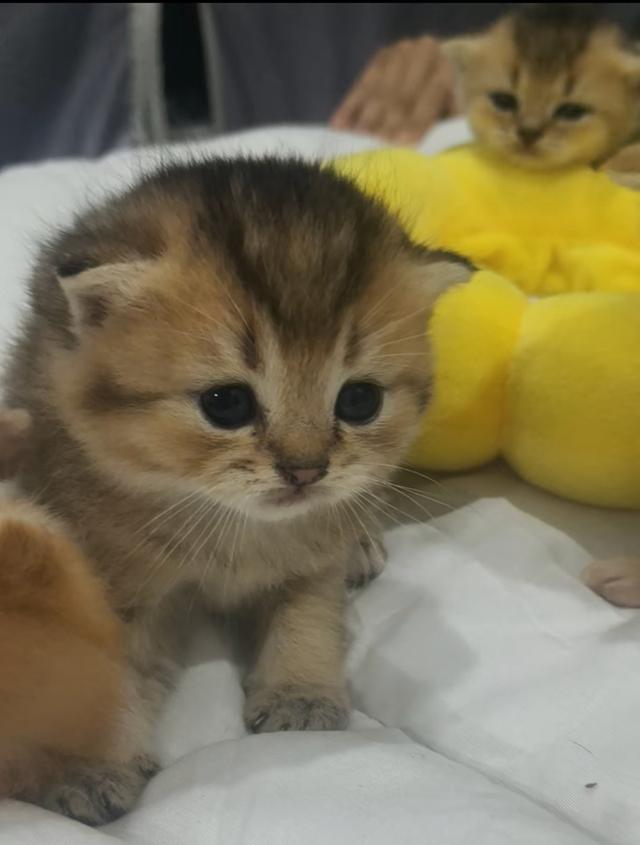 ลูกแมว มันช์กิ้น ขาสั้น หลายตัวหลายสี รูปที่ 6