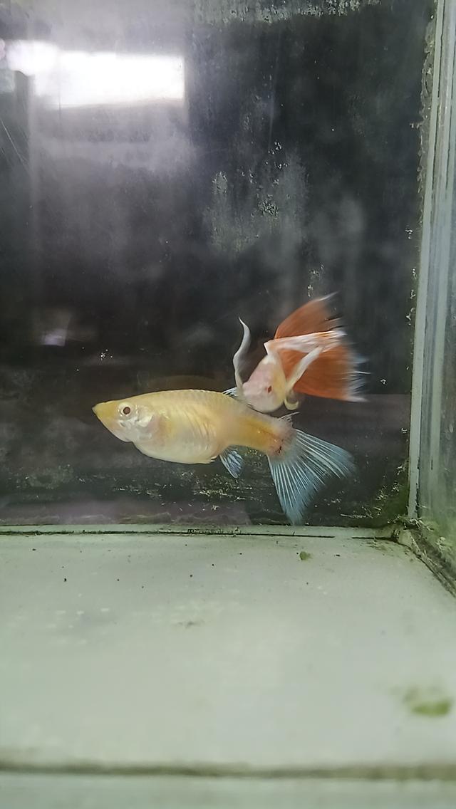 หางนกยูงตาแดงคู่ละ80บาท รูปที่ 6