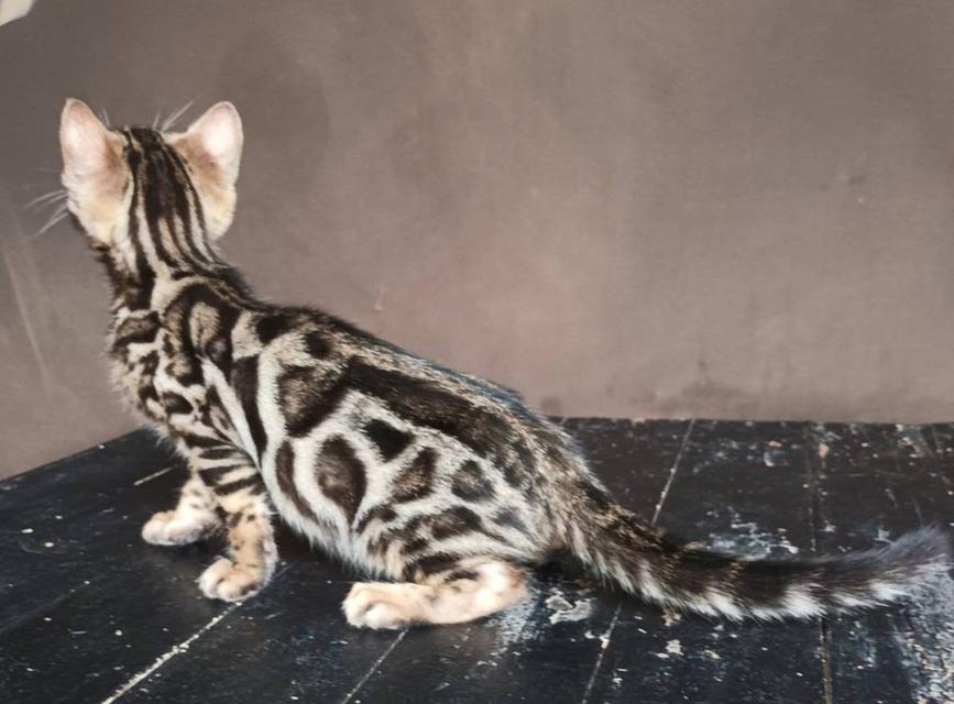 แมวเบงกอลพร้อมย้าย ช 2 ตัวสุดท้าย 3