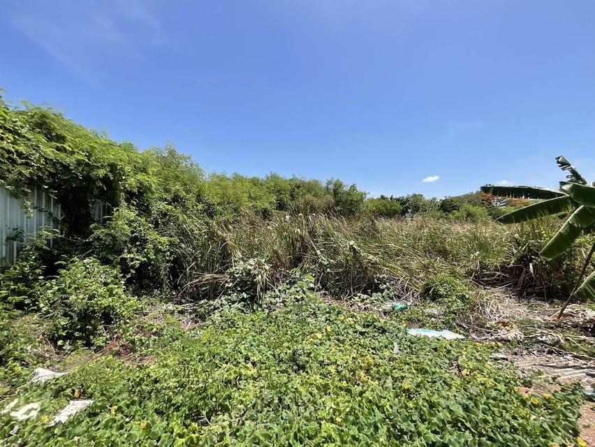 ขายที่ดิน ซ.ทุ่งมังกร 4  ฉิมพลี ตลิ่งชัน   2