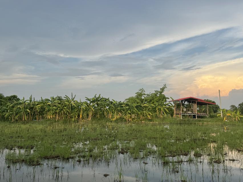 ขายที่ดินสวนพร้อมบ่อน้ำ 2 ไร่ โคราช ที่ดินบรรยากาศธรรมชาติ มีบ่อน้ำ เดินทางสะดวกใกล้ตัวเมืองโคราช มีไฟฟ้า ต้องการขายด่วนค่ะ 4