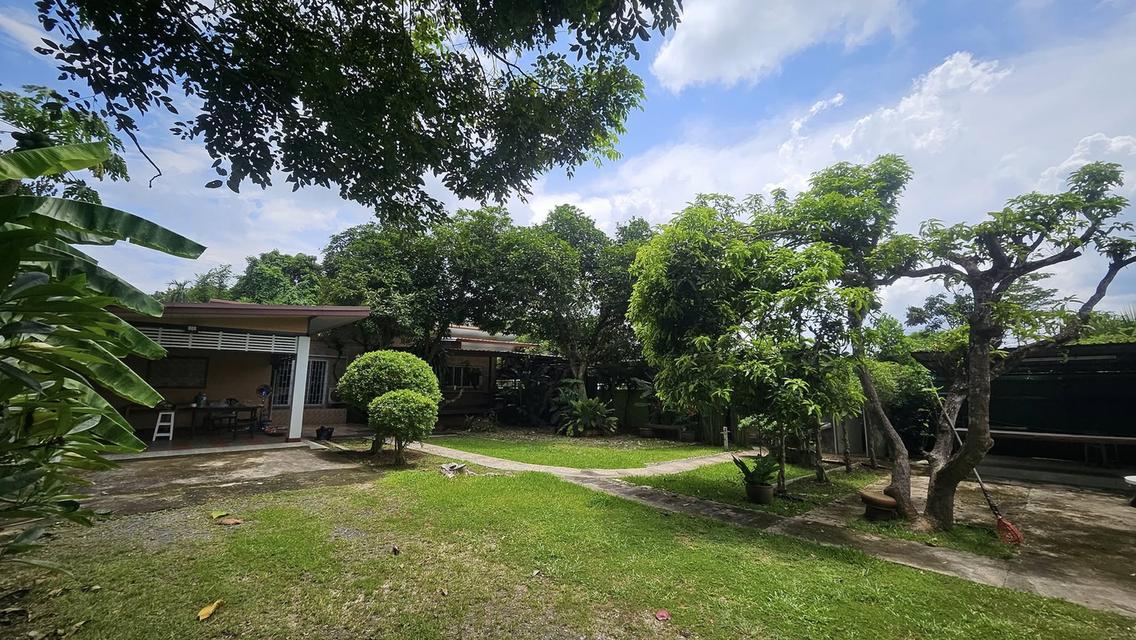 🏡ขายที่ดินแถมบ้านสวนใกล้ร.พ.สันทราย/กาดฝรั่ง/ม.แม่โจ้ เข้าเมืองไม่เกิน 20 นาที น้ำไม่ท่วม