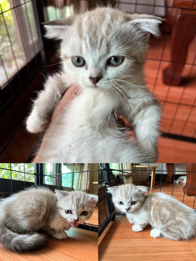 แมวมัชกิ้นขาสั้นหูตั้ง