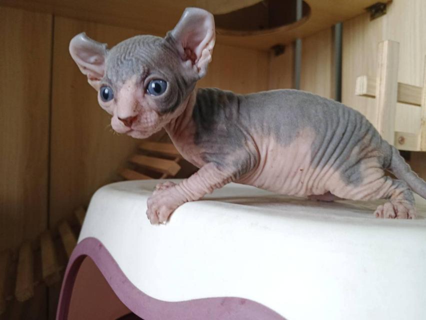 28.แมวเอลฟ์/เพศเมีย หาบ้าน Elf Cat/Female looking for a new home