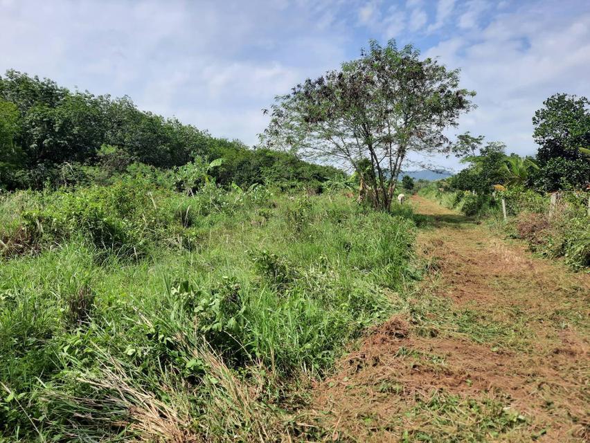 ที่ดิน 10 ไร่ 70 ตรว. นิคมฯ กม.5 อ่าวน้อย ประจวบคีรีขันธ์ 5