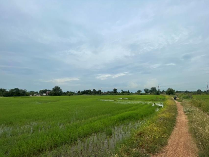 ขายที่ดินเปล่า ขนาด 24 ไร่ ทำเลทอง บรรยากาศร่มรื่น ใกล้แหล่งชุมชน ต.หัวสำโรง ฉะเชิงเทรา 11