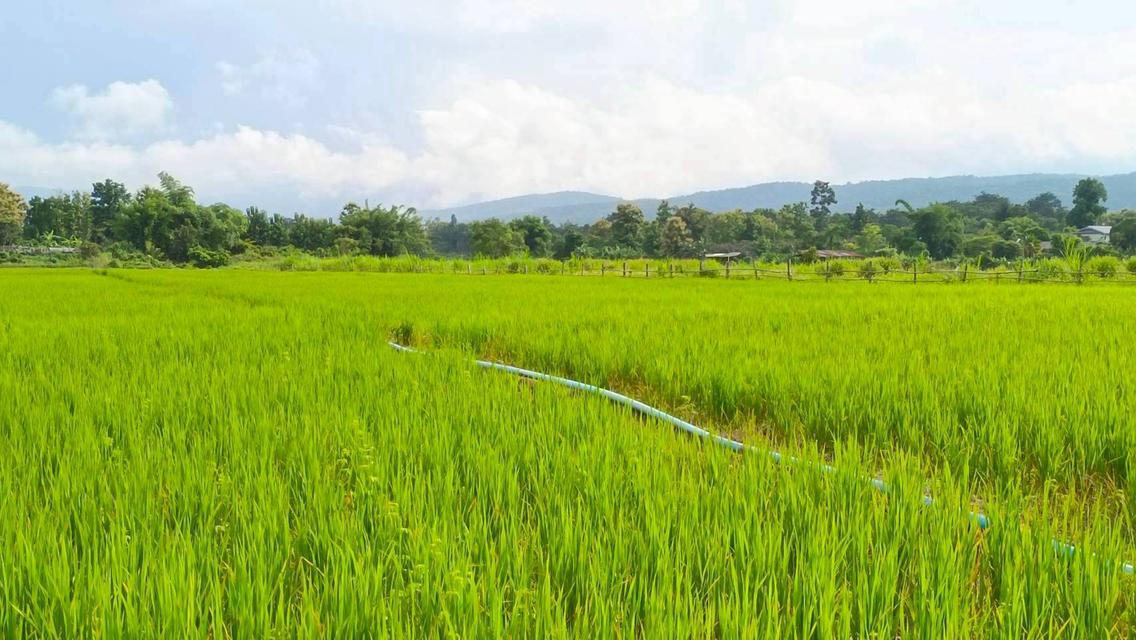 ขายด่วนที่ดินแม่แตงวิวดอยเหมาะทำบ้านพัก รูปที่ 6
