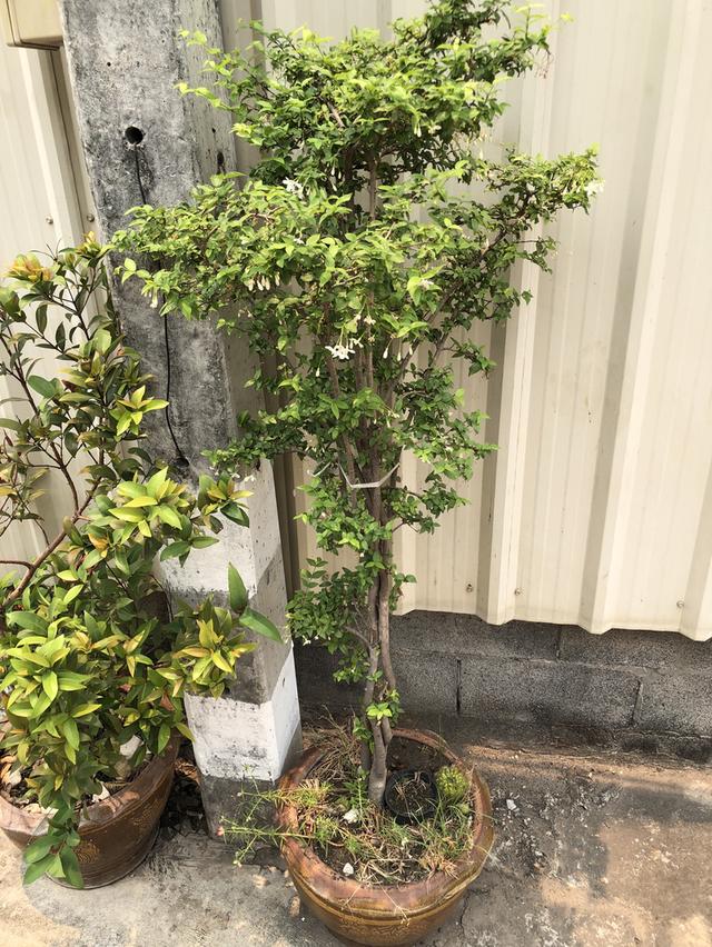 ไตรโคเดอร์มา เห็นผลไวแม่ยายยังถามซื้อ รูปที่ 12