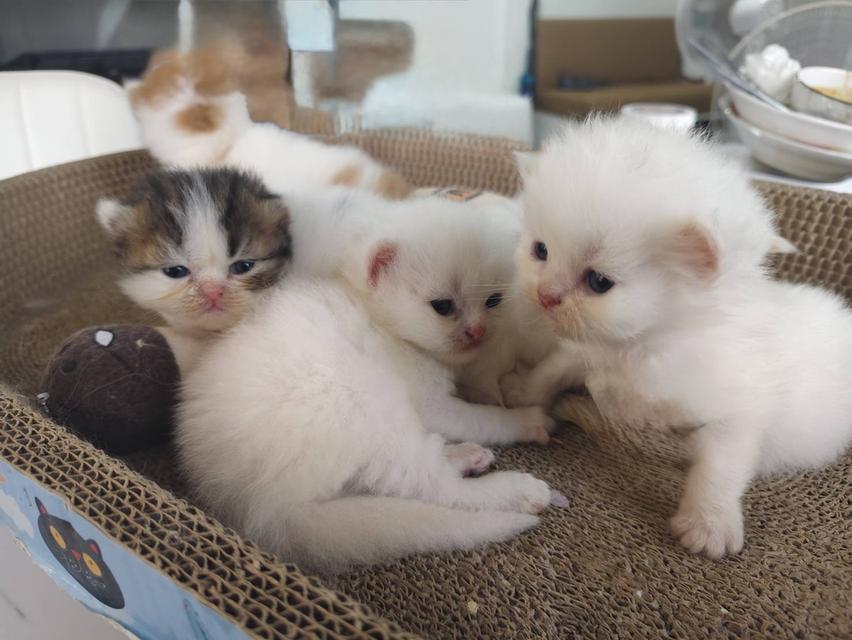 🌈เปิดจองเด็กๆคอกใหม่ ทักแชทพร้อมเปิดกล้องรับน้องได้หลัง 21 มีค ในรูปแมวโตพ่อแม่พันธ์ค่ะ