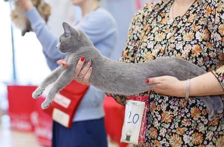 Russian Blue ระดับแชมป์สวยมากๆ 3