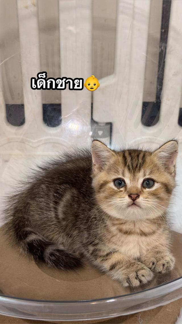 ลูกแมวบริติชช็อตแฮร์