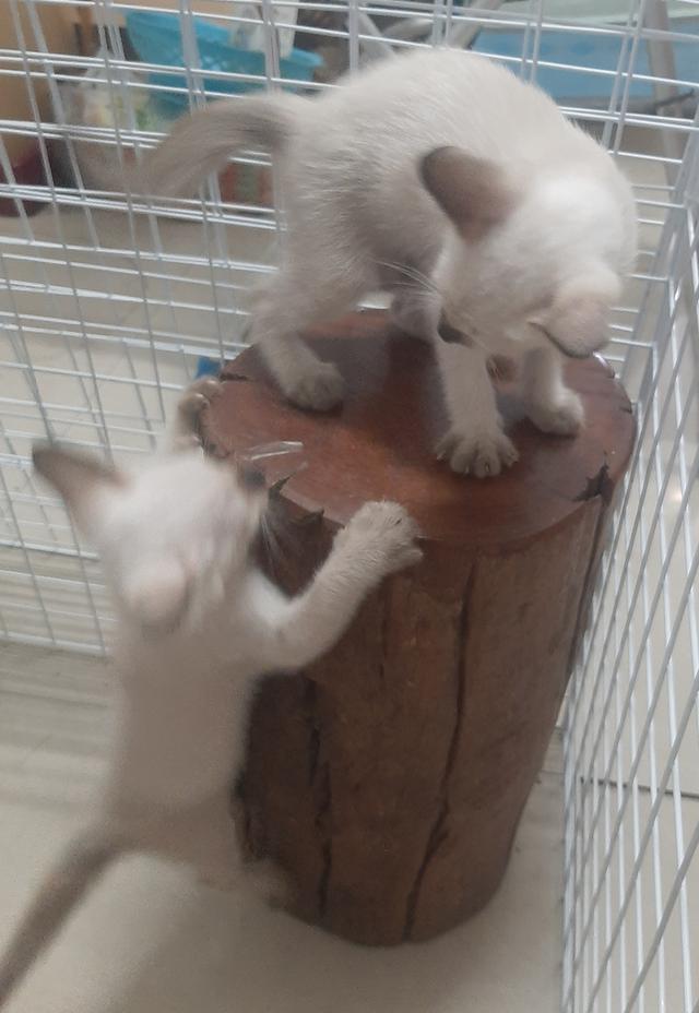 วิเชียรมาศ นนทบุรี 4